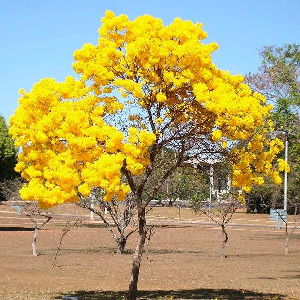 Lapacho amarillo